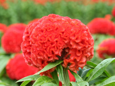 Celosia cristata