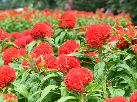 Celosia cristata