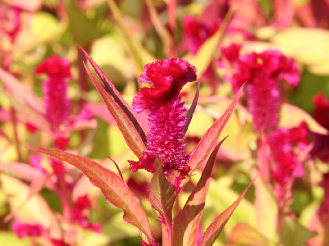 Celosia cristata