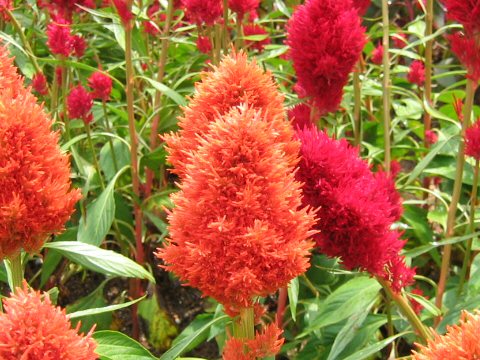 Celosia cristata