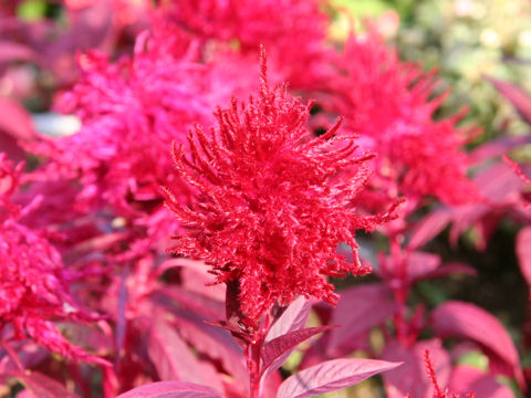 Celosia cristata