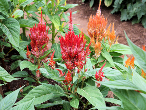 Celosia cristata