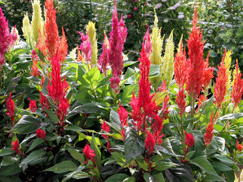 Celosia cristata