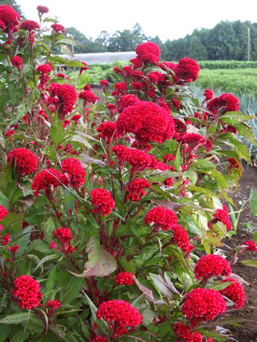 Celosia cristata