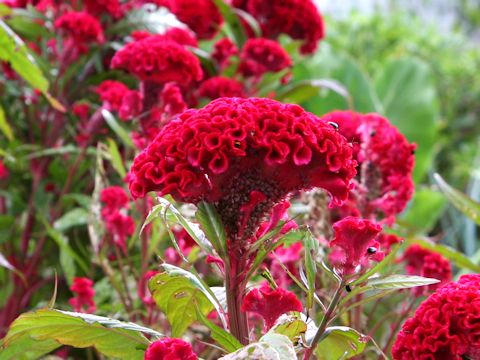 Celosia cristata