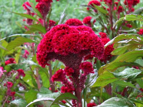 Celosia cristata