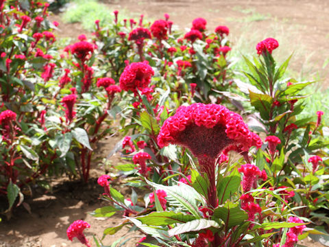 Celosia cristata