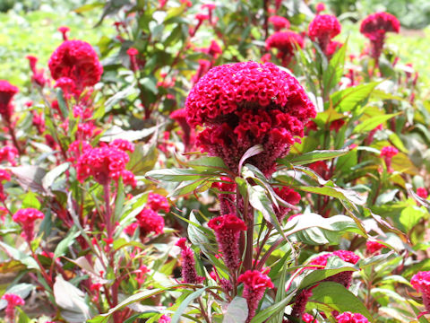 Celosia cristata