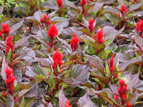 Celosia cristata