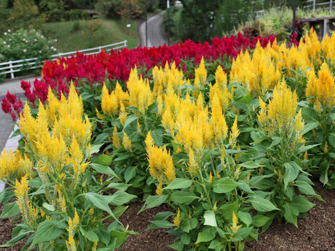 Celosia cristata