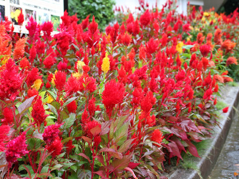 Celosia cristata