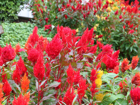 Celosia cristata