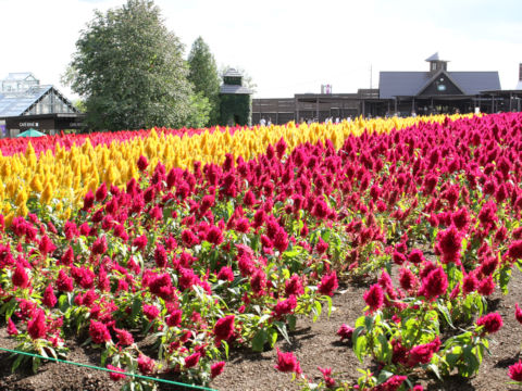 Celosia cristata