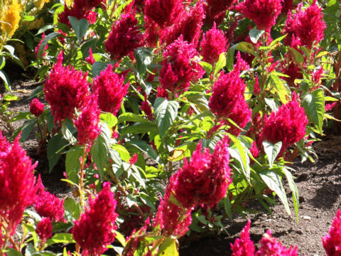 Celosia cristata