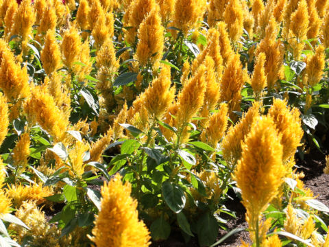 Celosia cristata