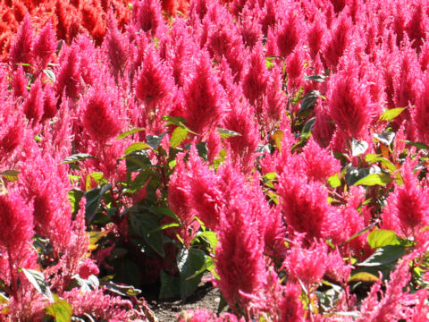 Celosia cristata