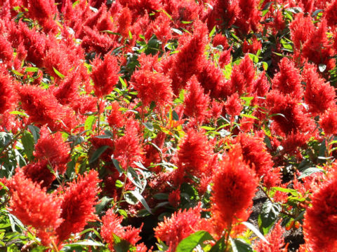 Celosia cristata