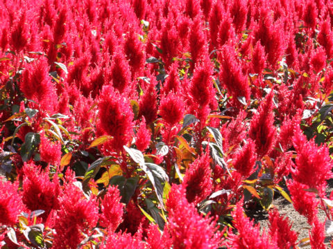 Celosia cristata