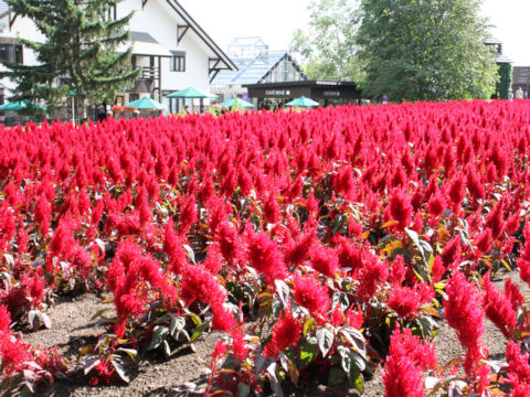 Celosia cristata