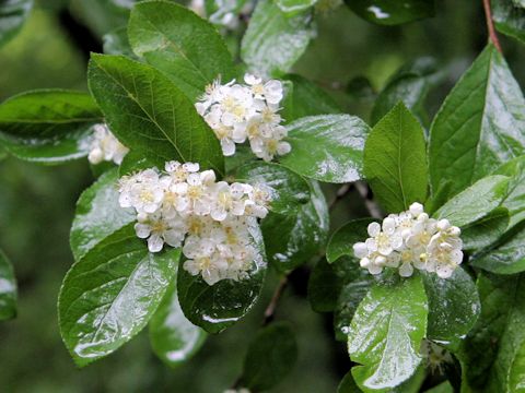 Pourthiaea vilosa var. zollingeri