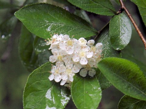 Pourthiaea vilosa var. zollingeri