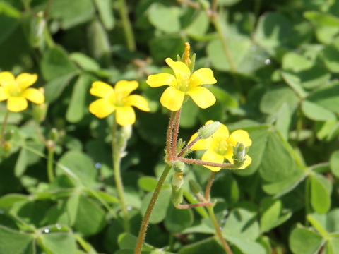 Oxalis corniculata var. trichocaulon