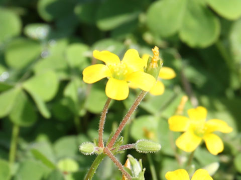 Oxalis corniculata var. trichocaulon