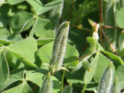 Oxalis corniculata var. trichocaulon