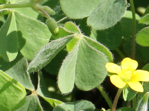 Oxalis corniculata var. trichocaulon