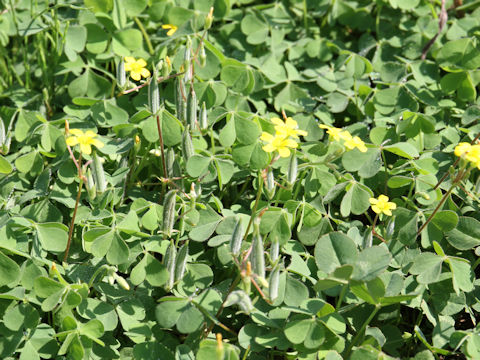 Oxalis corniculata var. trichocaulon