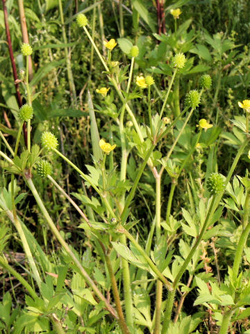 Ranunculus cantoniensis