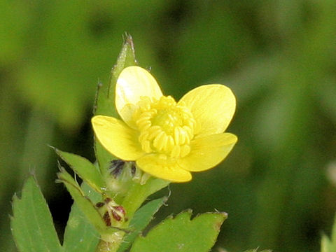 Ranunculus cantoniensis