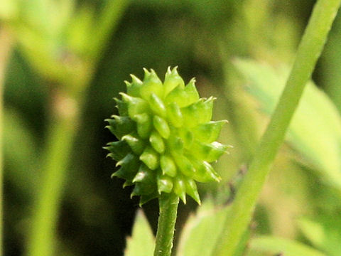 Ranunculus cantoniensis