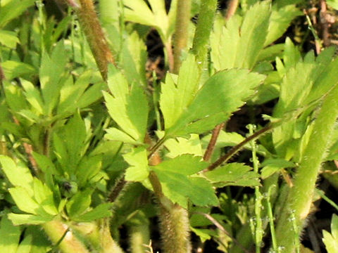 Ranunculus cantoniensis
