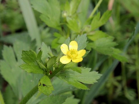 Ranunculus cantoniensis