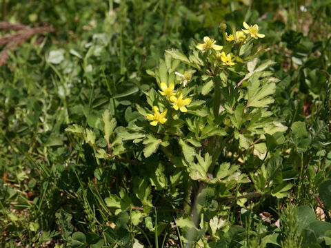 Ranunculus cantoniensis