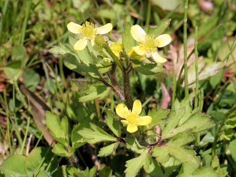 Ranunculus cantoniensis