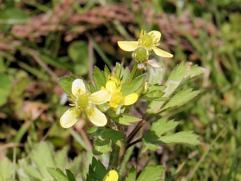 Ranunculus cantoniensis