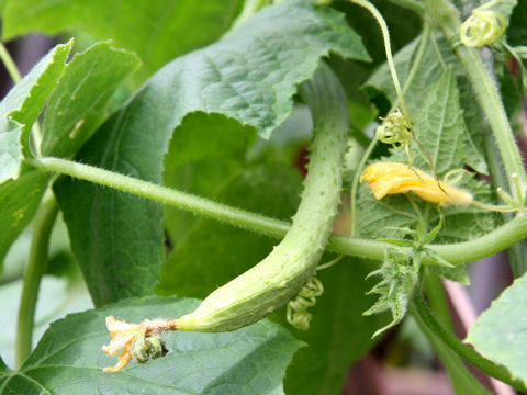 Cucumis sativus