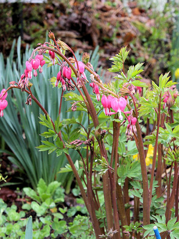 Dicentra spectabilis