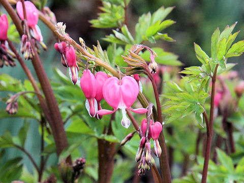 Dicentra spectabilis