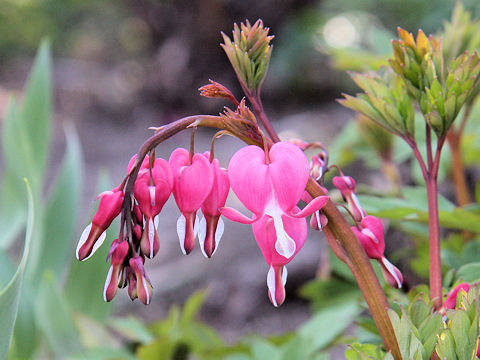 Dicentra spectabilis