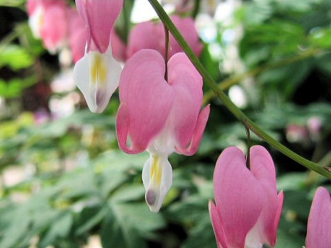 Dicentra spectabilis