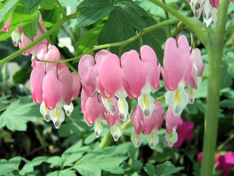 Dicentra spectabilis