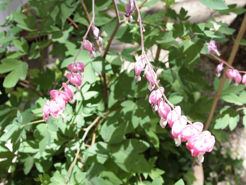 Dicentra spectabilis