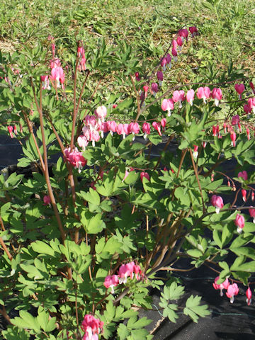 Dicentra spectabilis