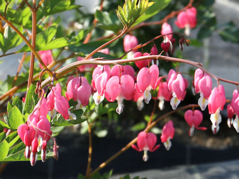 Dicentra spectabilis