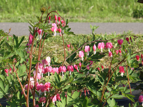 Dicentra spectabilis