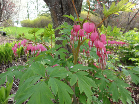 Dicentra spectabilis