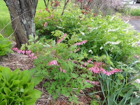 Dicentra spectabilis